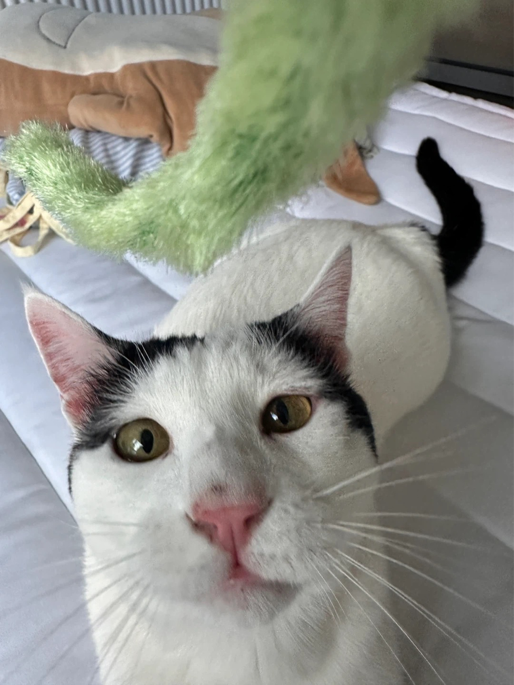 [입양홍보] 집샤없냐 집샤👀 사랑둥이 개냥이 억울이의 집샤 찾아요 | 인스티즈