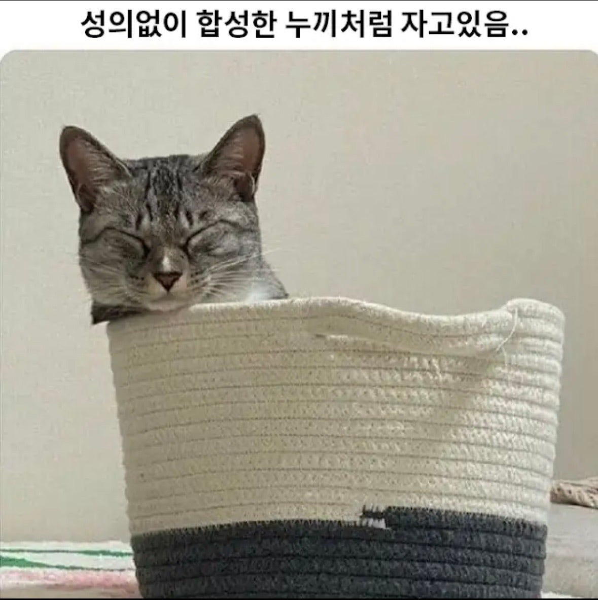 왜 이러고 자는걸까요?.jpg | 인스티즈