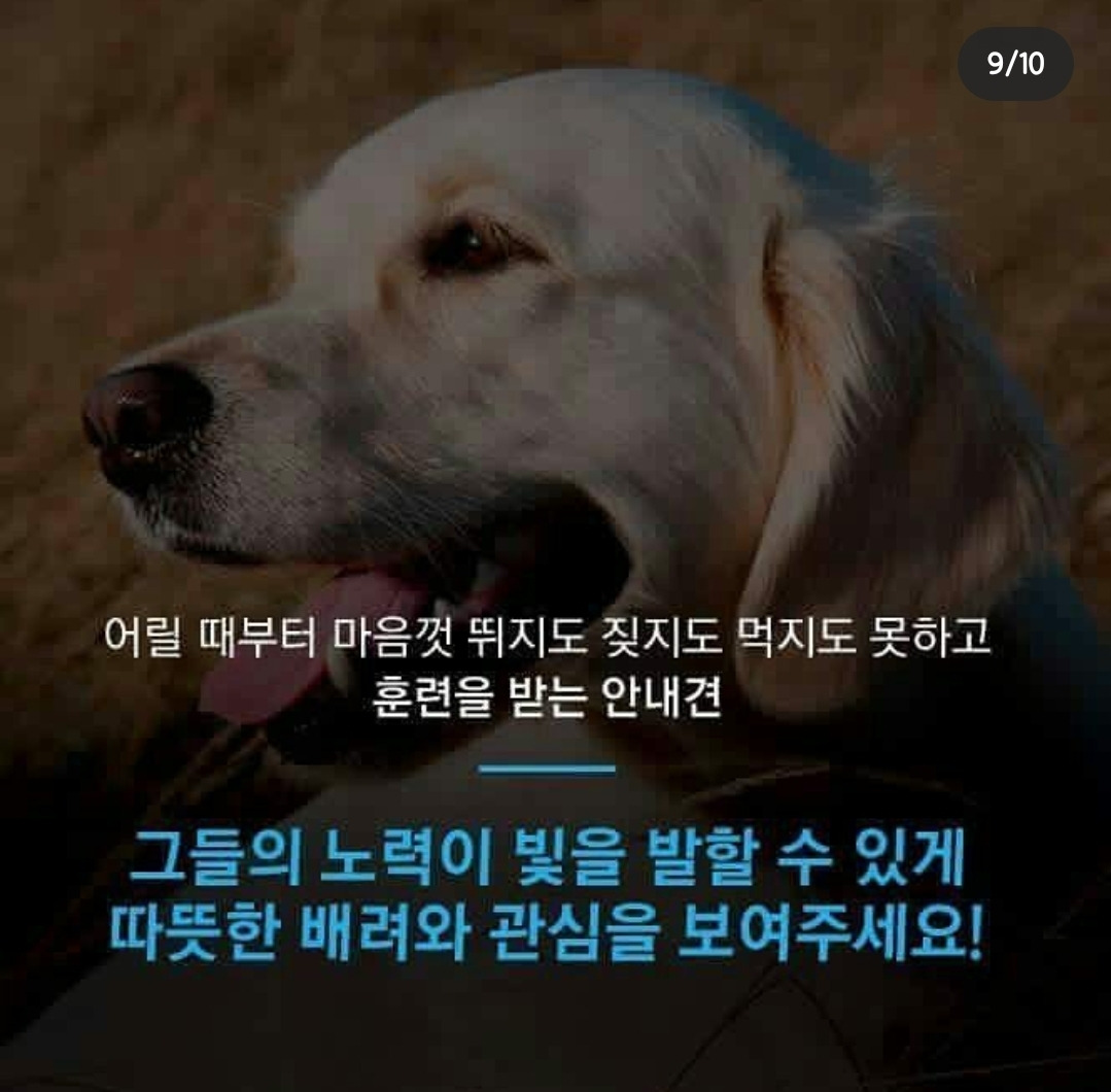 흉기에 찔려 피투성이인 상태로 안내를 계속한 맹인안내견 '오스카' | 인스티즈