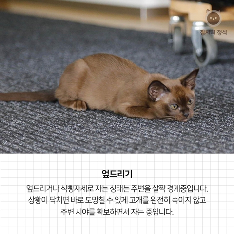 고양이 관상, 젤리손금, 창밖보는 이유, 눈키스, 꼬리 의미 등 재미로보는 고영 tmi | 인스티즈