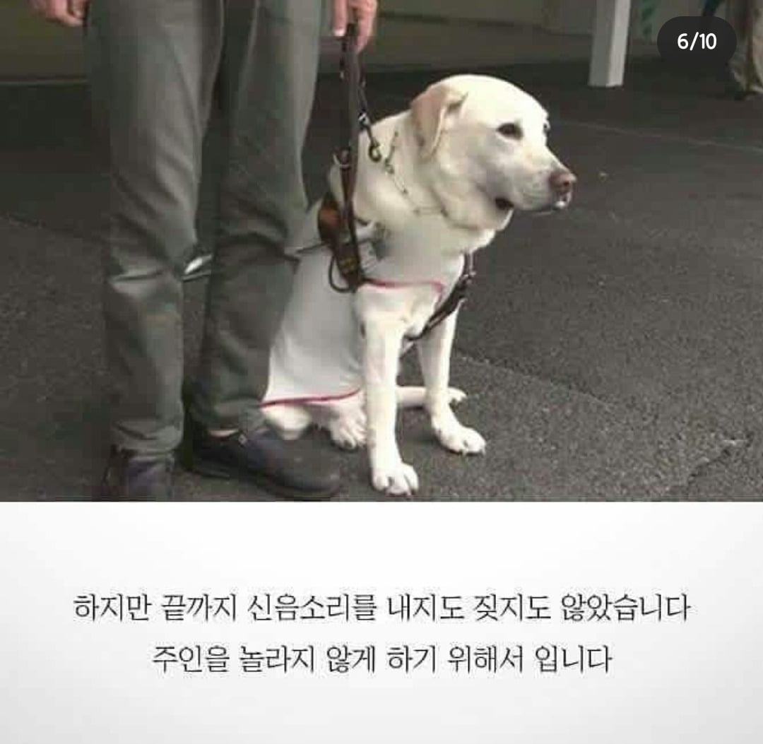 흉기에 찔려 피투성이인 상태로 안내를 계속한 맹인안내견 '오스카' | 인스티즈