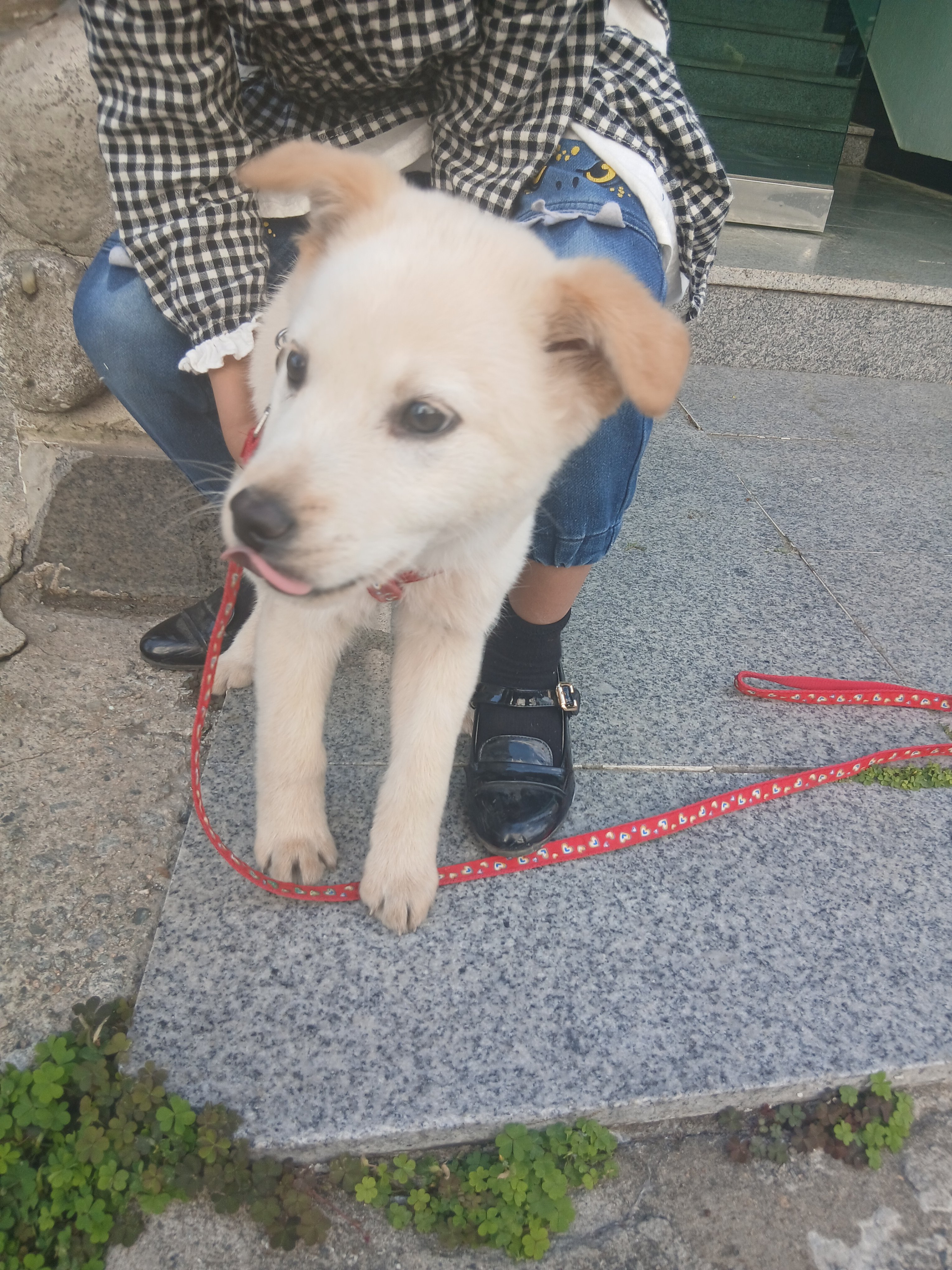9일 후 강아지 버리고 이사간대ㅠㅠ 임보/입양 급구 | 인스티즈