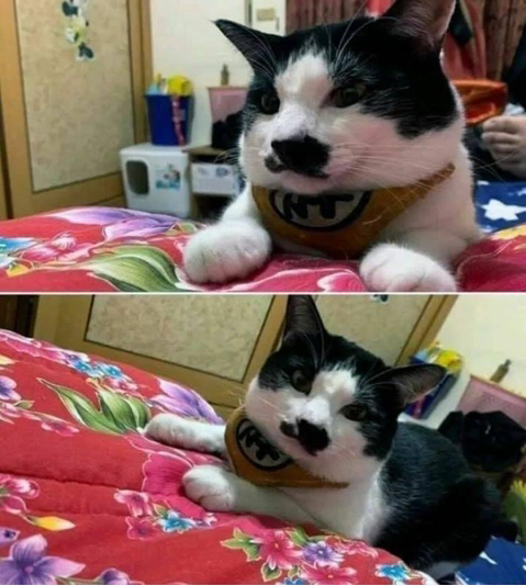 10일간 할머니의 손맛을 본 고양이 | 인스티즈