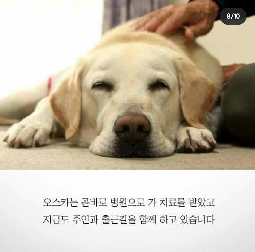 흉기에 찔려 피투성이인 상태로 안내를 계속한 맹인안내견 '오스카' | 인스티즈