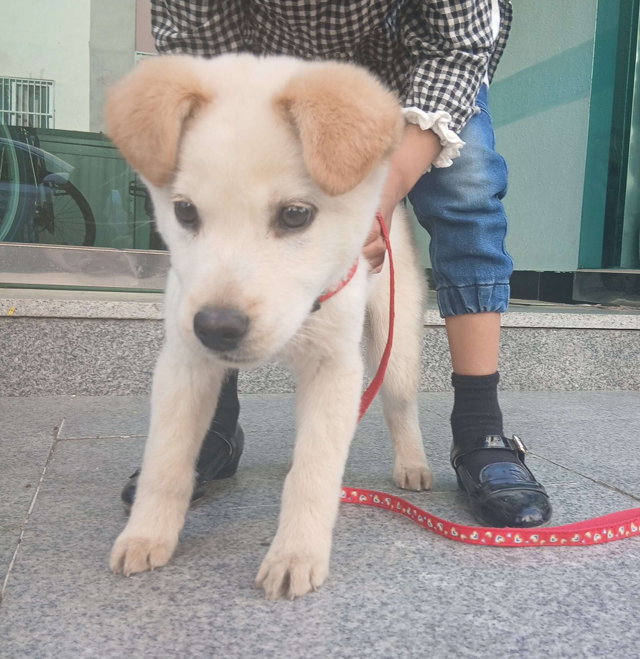 9일 후 강아지 버리고 이사간대ㅠㅠ 임보/입양 급구 | 인스티즈