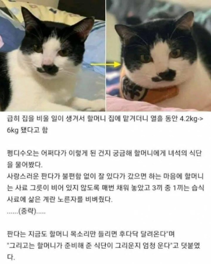 10일간 할머니의 손맛을 본 고양이 | 인스티즈