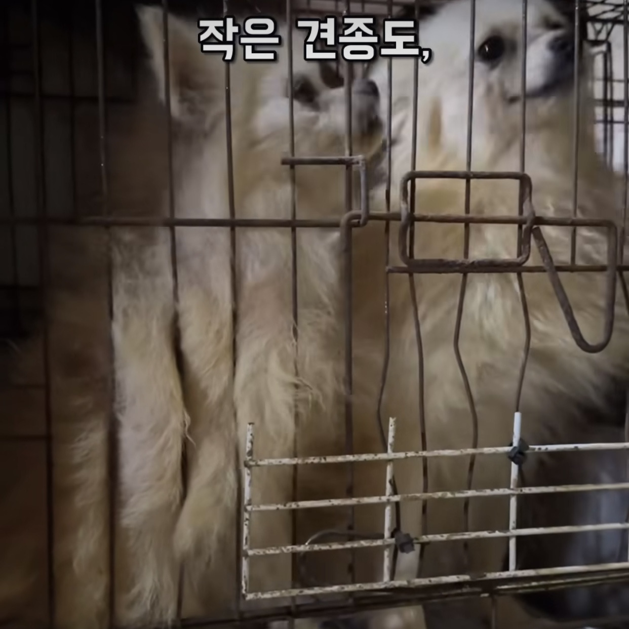 부산에 있다는 개 백화점 | 인스티즈