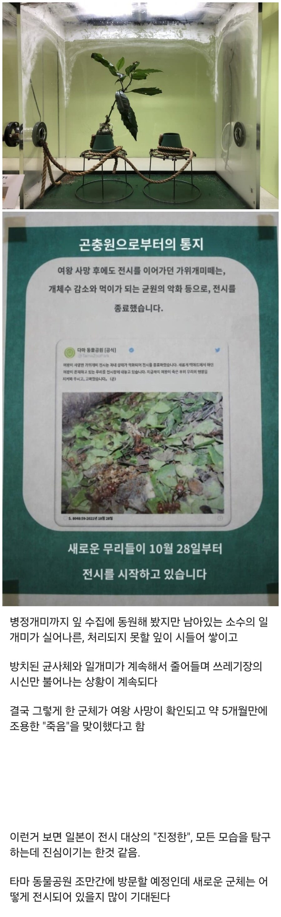 개미 군체가 몰락하는 과정 .jpg | 인스티즈