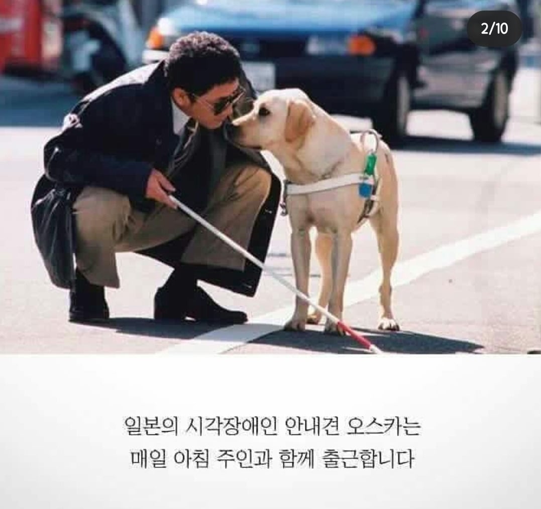 흉기에 찔려 피투성이인 상태로 안내를 계속한 맹인안내견 '오스카' | 인스티즈