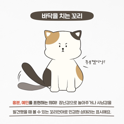 고양이 관상, 젤리손금, 창밖보는 이유, 눈키스, 꼬리 의미 등 재미로보는 고영 tmi | 인스티즈