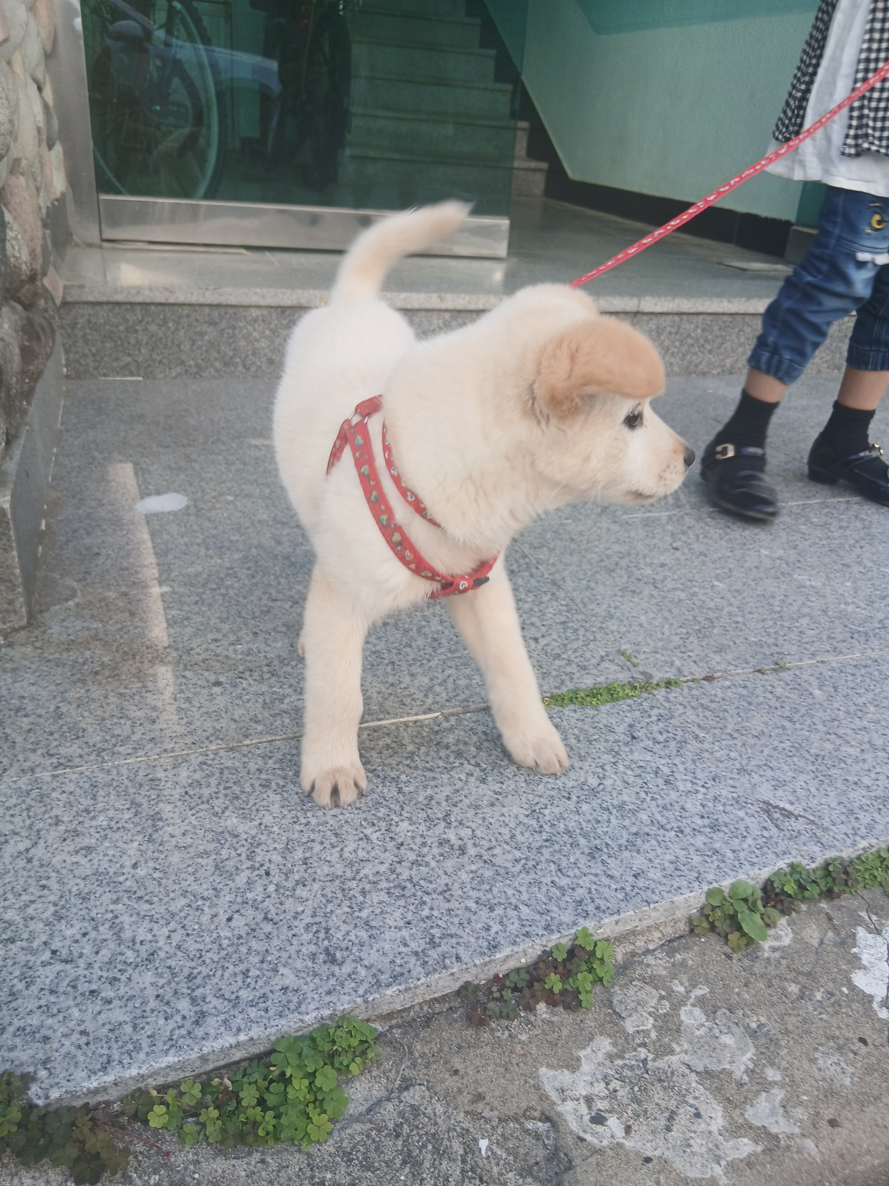 9일 후 강아지 버리고 이사간대ㅠㅠ 임보/입양 급구 | 인스티즈