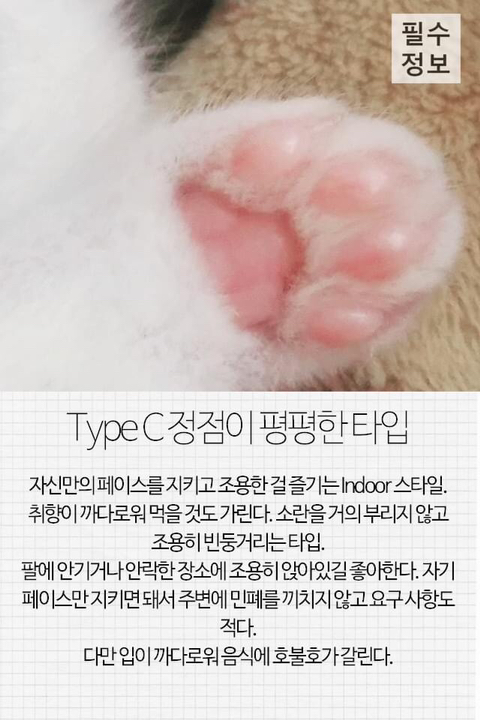 고양이 관상, 젤리손금, 창밖보는 이유, 눈키스, 꼬리 의미 등 재미로보는 고영 tmi | 인스티즈