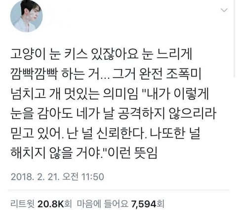 고양이 관상, 젤리손금, 창밖보는 이유, 눈키스, 꼬리 의미 등 재미로보는 고영 tmi | 인스티즈