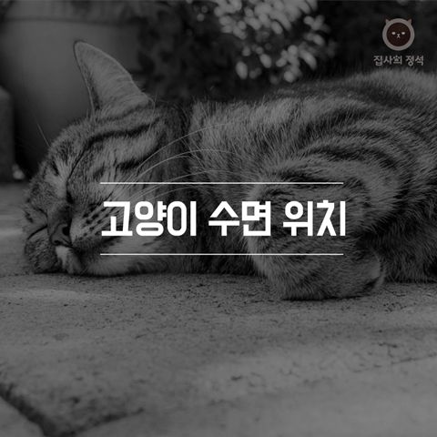 고양이 관상, 젤리손금, 창밖보는 이유, 눈키스, 꼬리 의미 등 재미로보는 고영 tmi | 인스티즈