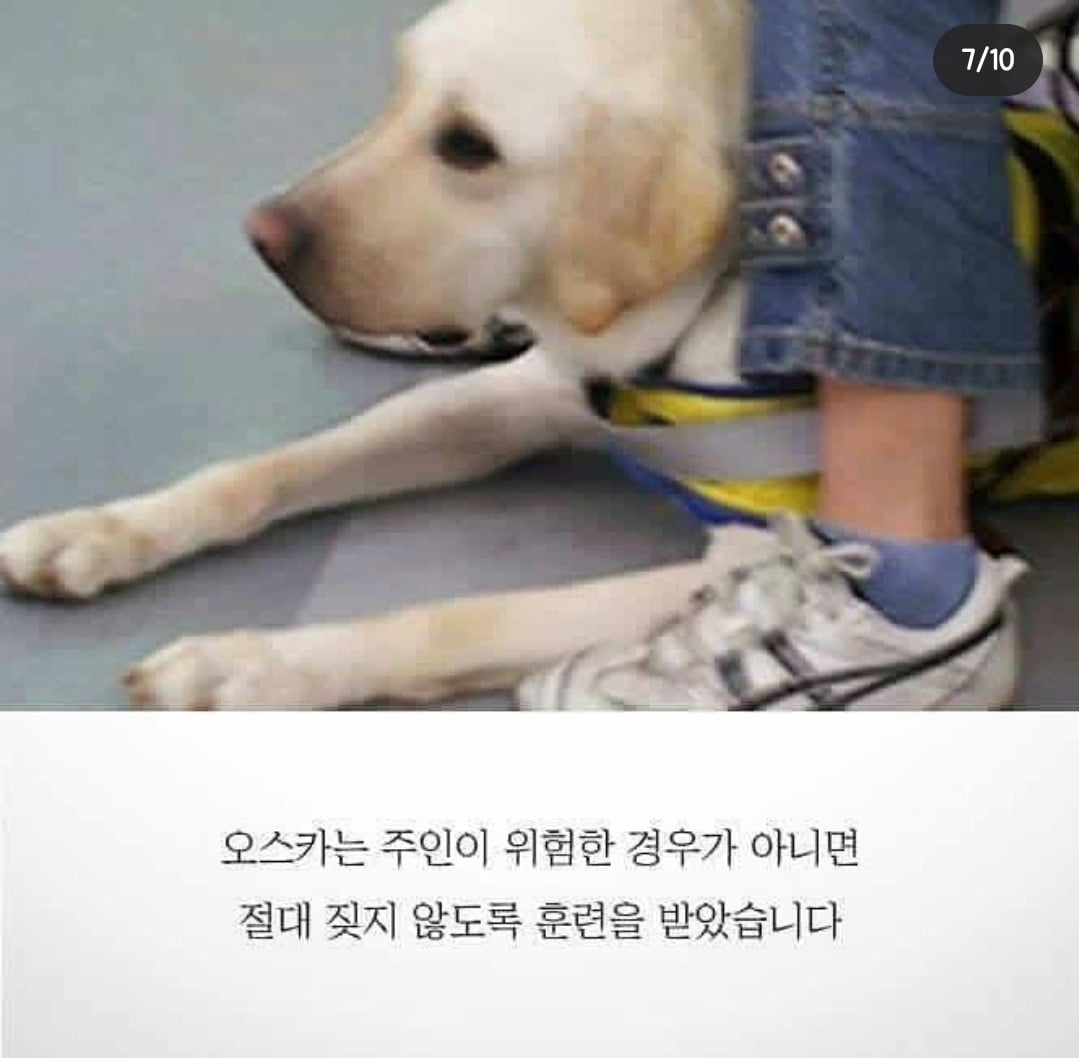 흉기에 찔려 피투성이인 상태로 안내를 계속한 맹인안내견 '오스카' | 인스티즈