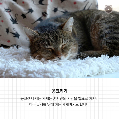 고양이 관상, 젤리손금, 창밖보는 이유, 눈키스, 꼬리 의미 등 재미로보는 고영 tmi | 인스티즈