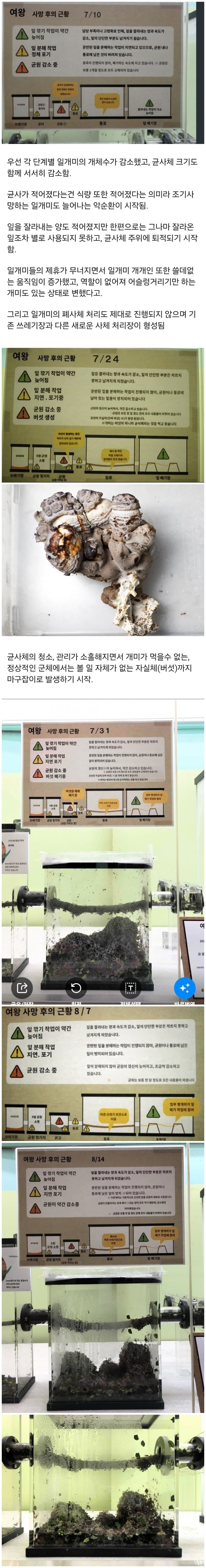 개미 군체가 몰락하는 과정 .jpg | 인스티즈