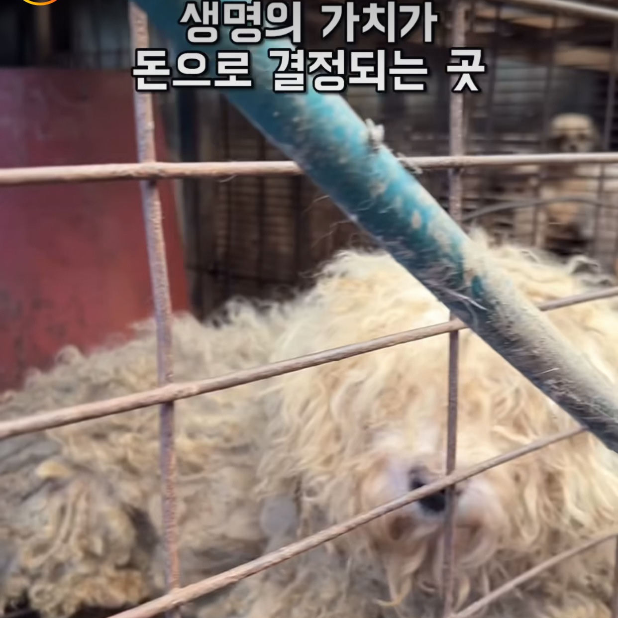 부산에 있다는 개 백화점 | 인스티즈
