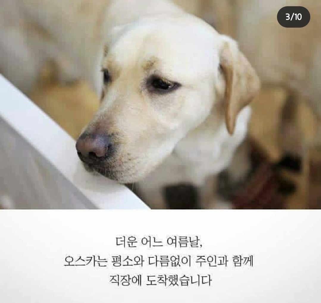 흉기에 찔려 피투성이인 상태로 안내를 계속한 맹인안내견 '오스카' | 인스티즈