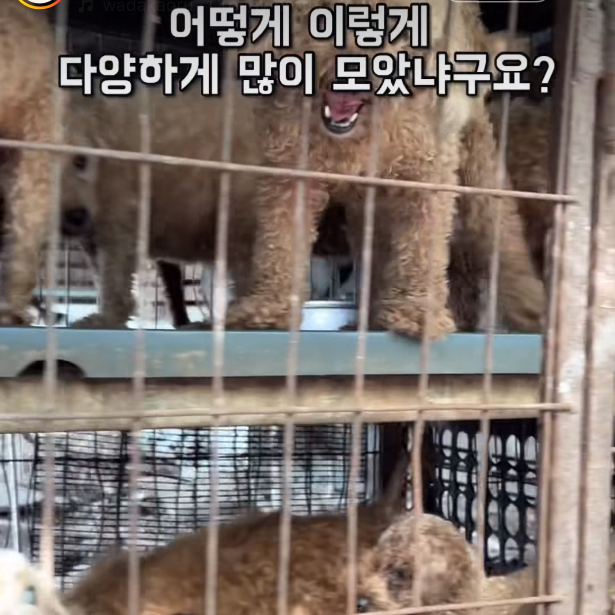 부산에 있다는 개 백화점 | 인스티즈