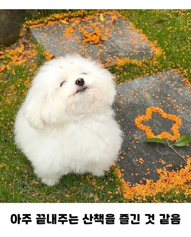끝내주는 산책을 한 댕댕이 | 인스티즈