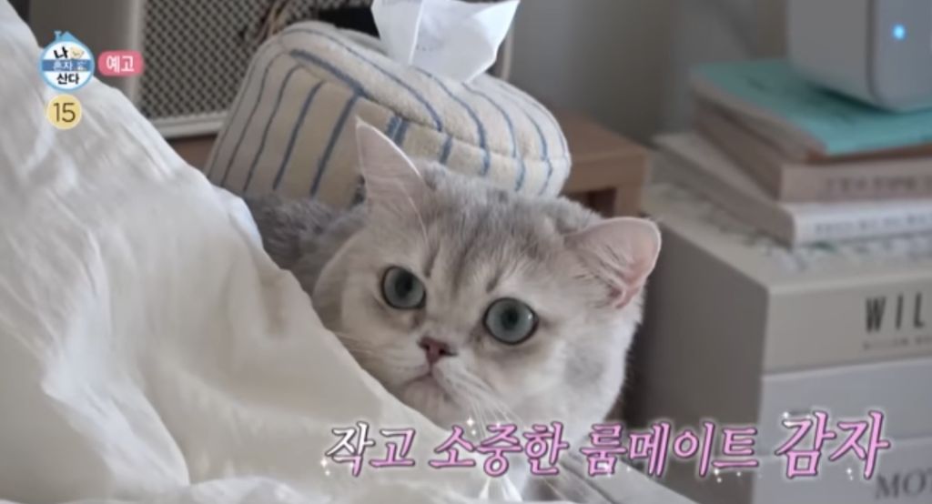 언더커버 미쓰홍 최지수 나 혼자 산다 예고편 | 인스티즈
