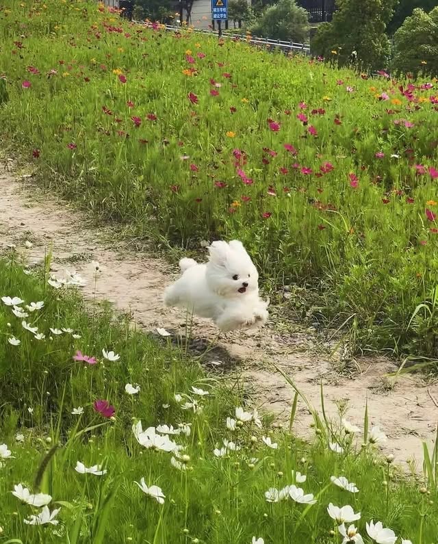 끝내주는 산책을 한 댕댕이 | 인스티즈