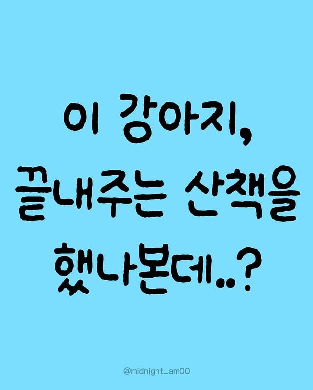 끝내주는 산책을 한 댕댕이 | 인스티즈