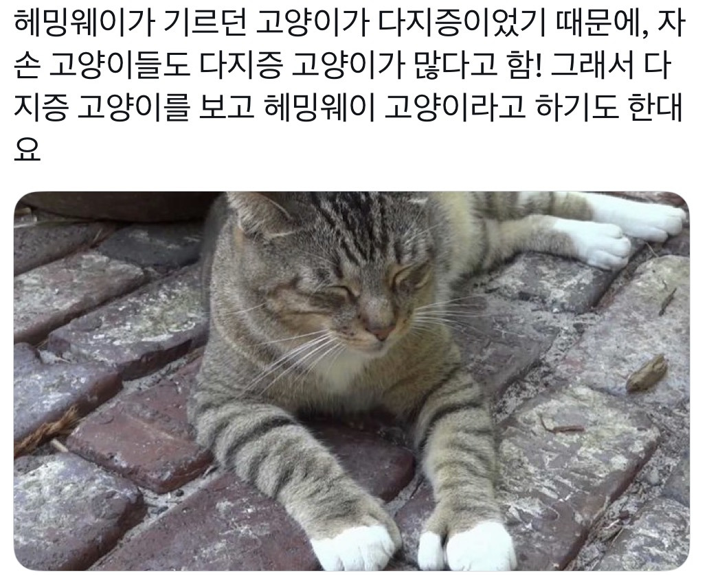 헤밍웨이 뮤지엄에 살고있는 헤밍웨이 가족이 키운 고양이의 자손들 | 인스티즈