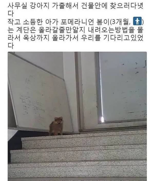 사무실 강아지 실종 | 인스티즈