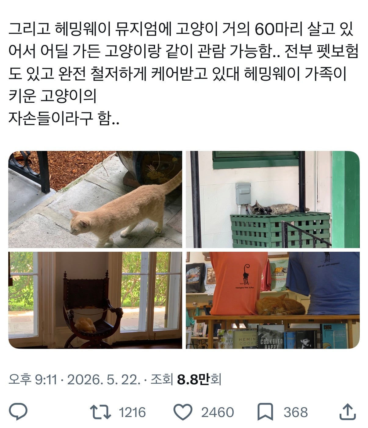 헤밍웨이 뮤지엄에 살고있는 헤밍웨이 가족이 키운 고양이의 자손들 | 인스티즈