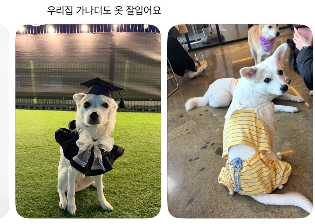 강아지 옷 샀는데 너무 과한가..? | 인스티즈