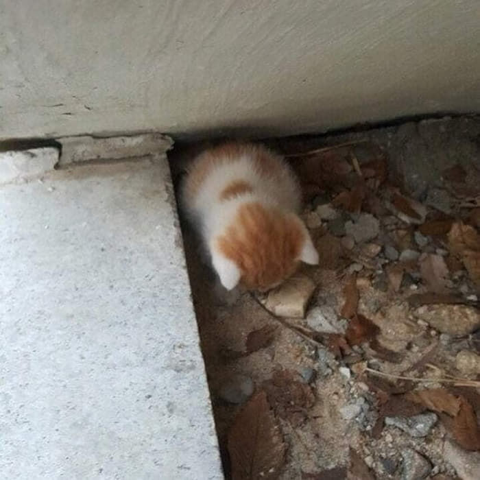 조랭이 떡 | 인스티즈