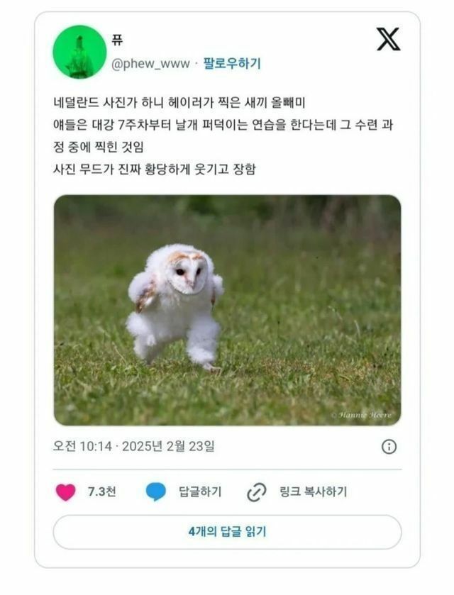 수련 중인 올빼미 | 인스티즈