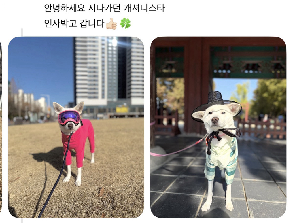 강아지 옷 샀는데 너무 과한가..? | 인스티즈