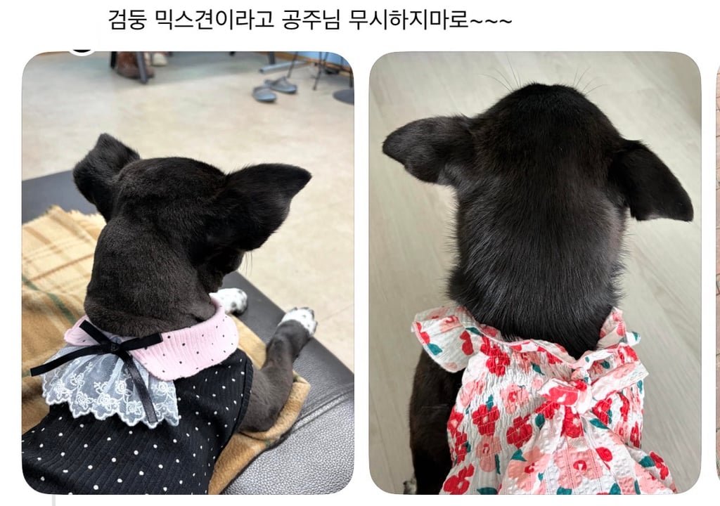 강아지 옷 샀는데 너무 과한가..? | 인스티즈