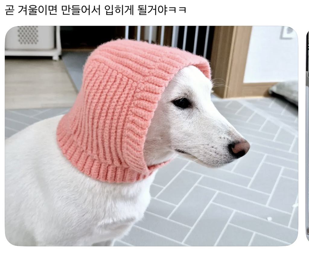 강아지 옷 샀는데 너무 과한가..? | 인스티즈