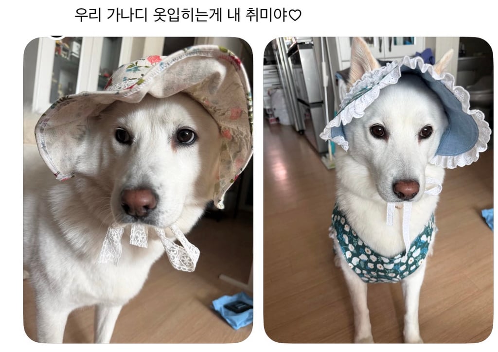강아지 옷 샀는데 너무 과한가..? | 인스티즈