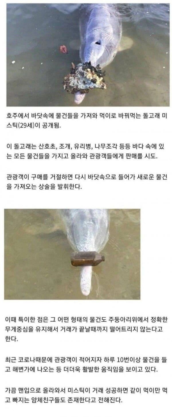 물물교환하는 돌고래 | 인스티즈