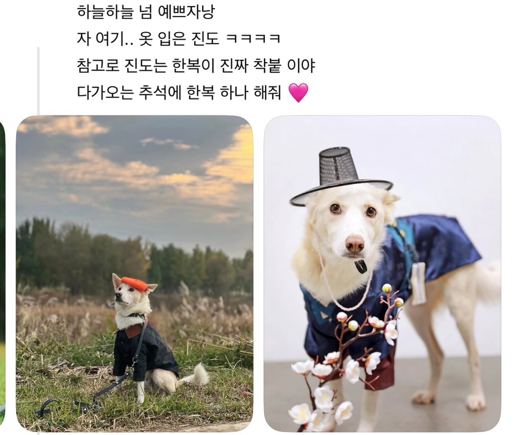 강아지 옷 샀는데 너무 과한가..? | 인스티즈