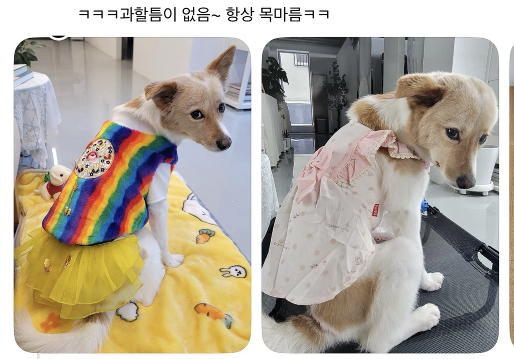 강아지 옷 샀는데 너무 과한가..? | 인스티즈