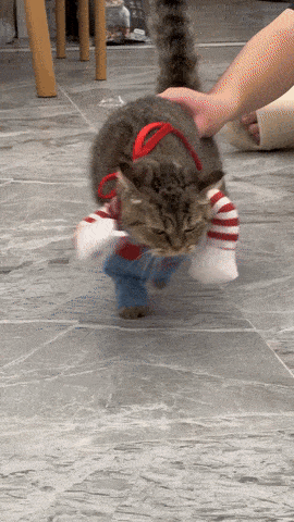 무서운 고양이 | 인스티즈