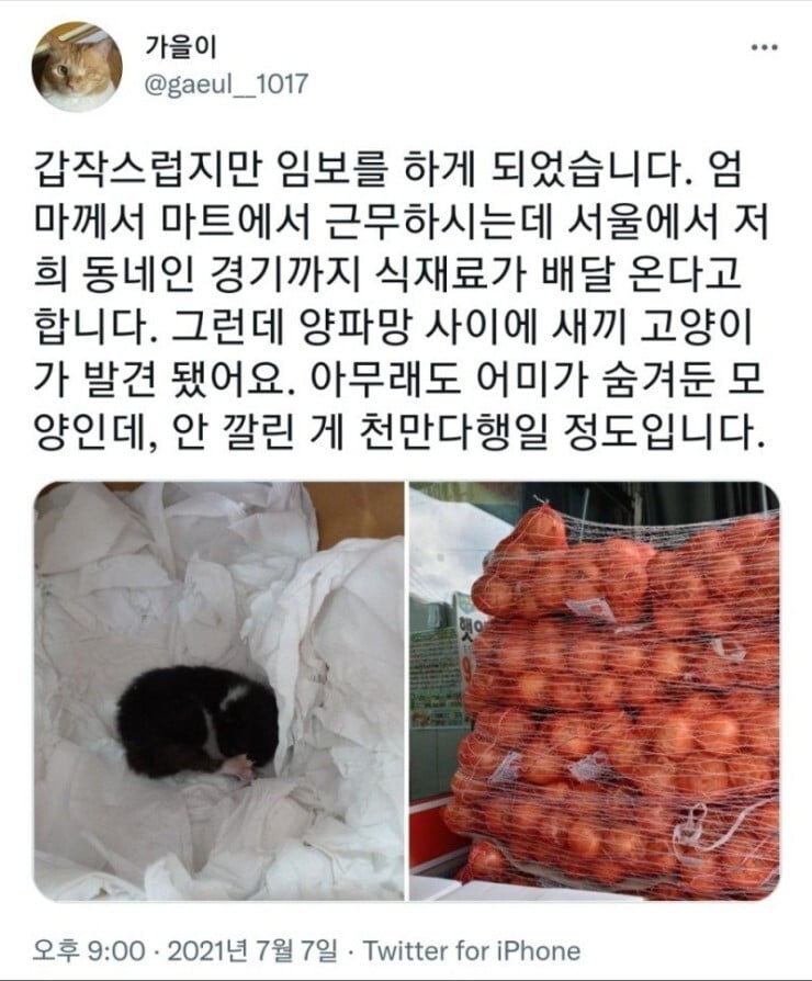 양파 속에서 발견된 새끼 고양이 양파 | 인스티즈