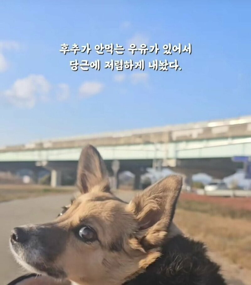 당근 강아지 간식 거래 후기 | 인스티즈