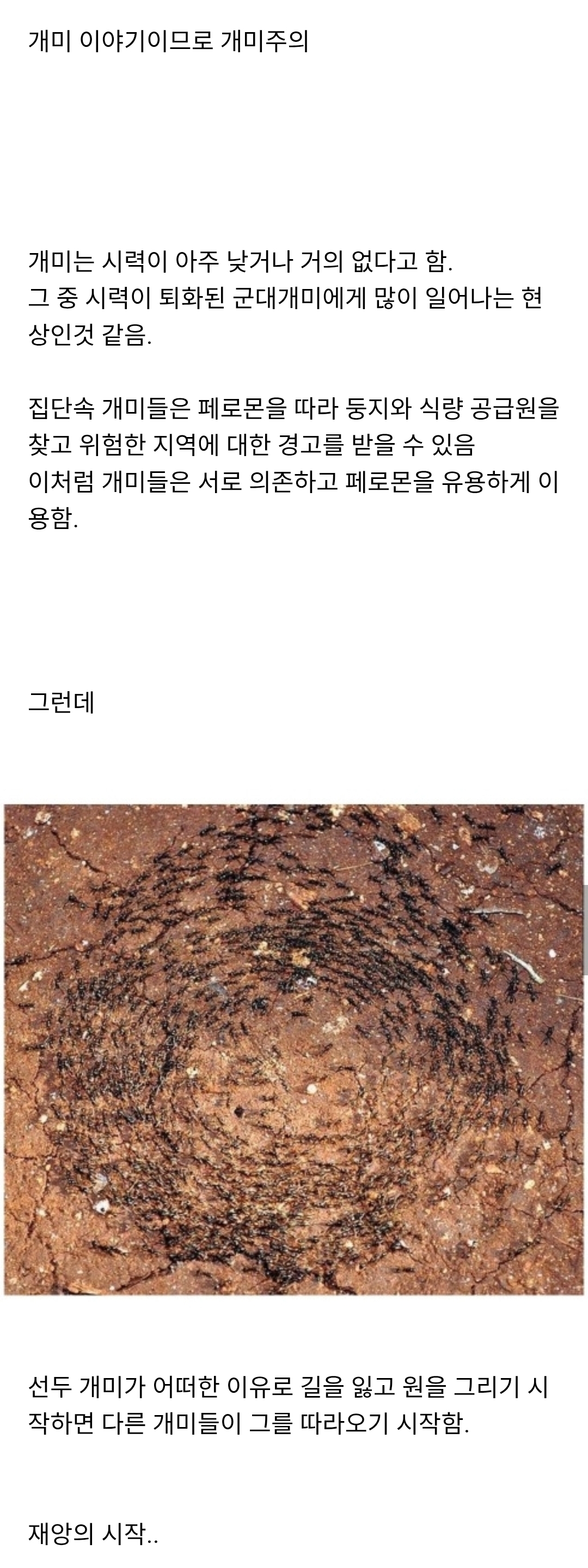 개미가 단체로 죽음으로 향하는 앤트밀 현상 | 인스티즈
