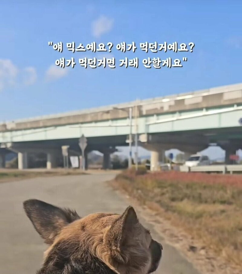 당근 강아지 간식 거래 후기 | 인스티즈