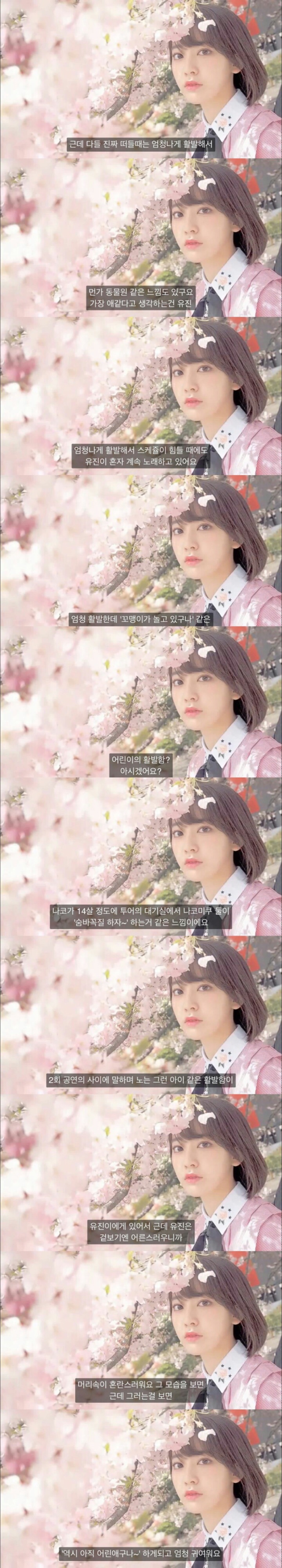 아이즈원) 사쿠라가 말하는 장원영, 안유진, 김민주 | 인스티즈