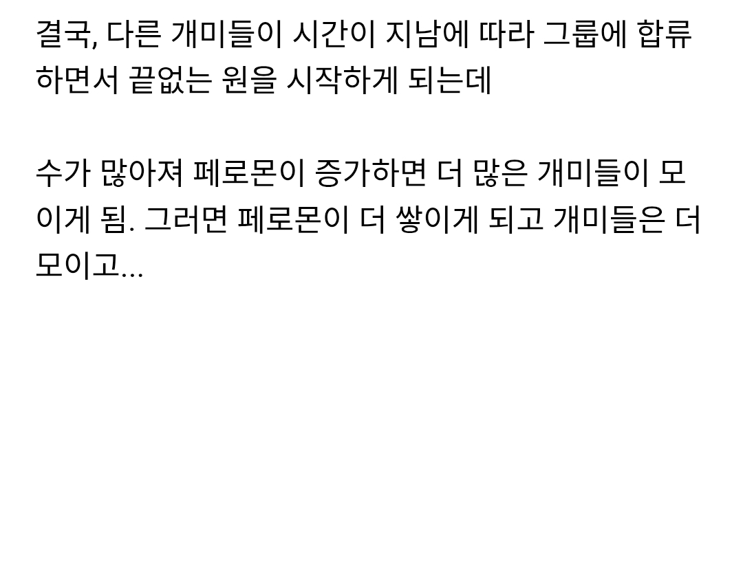 개미가 단체로 죽음으로 향하는 앤트밀 현상 | 인스티즈