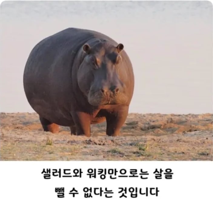 샐러드와 걷기만으로는 살을 못뺌 | 인스티즈
