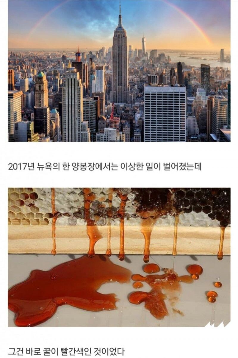 미국 레드 허니 사건 | 인스티즈